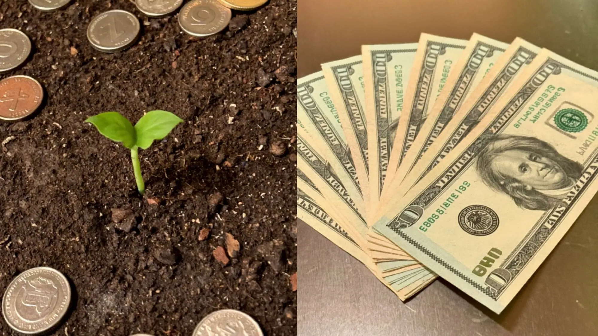 A growing green sprout versus US dollar bills, a metaphor for SEO vs PPC
